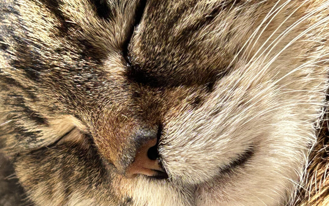 From Shut Down to Crying Out Loud